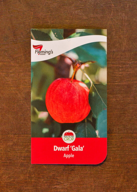 Apple - Gala Dwarf - Bare Root