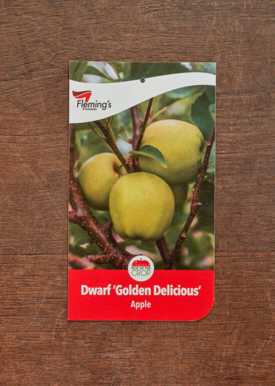 Apple - Golden Delicious Dwarf - Bare Root