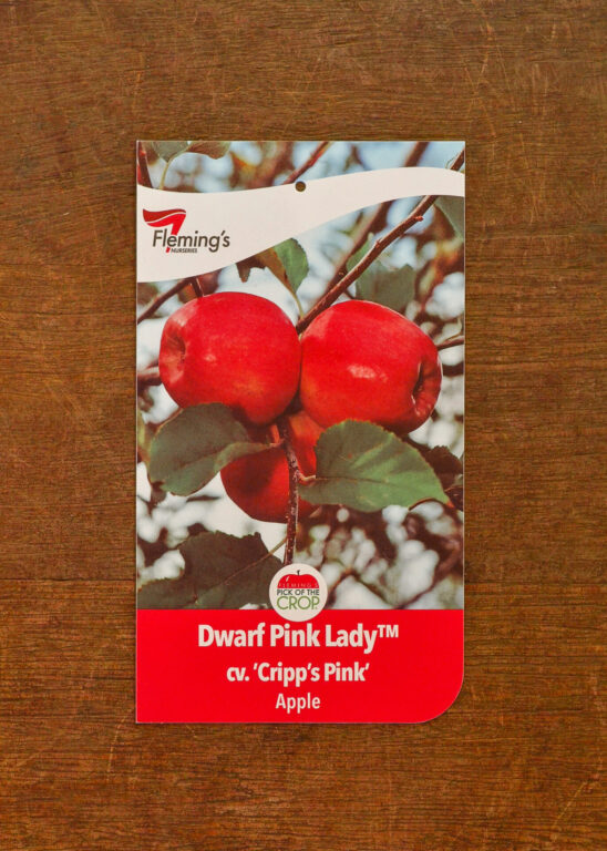 Apple - Pink Lady Dwarf - Bare Root