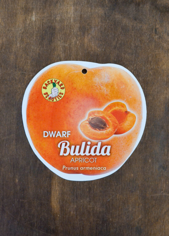 Apricot - Bulida Dwarf - Bare Root