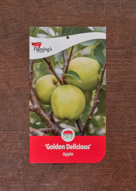 Apple - Golden Delicious - Bare Root
