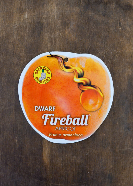 Apricot - Fireball Dwarf - Bare Root