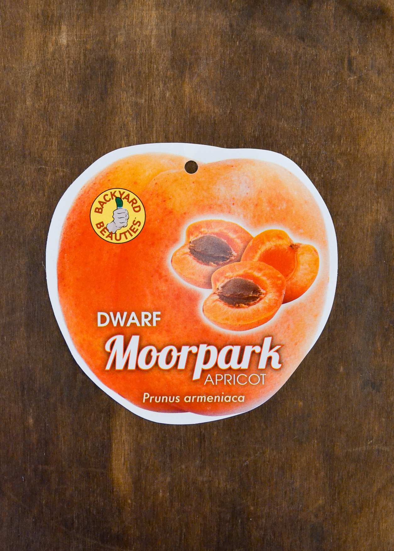 Apricot - Moorpark Dwarf - Bare Root