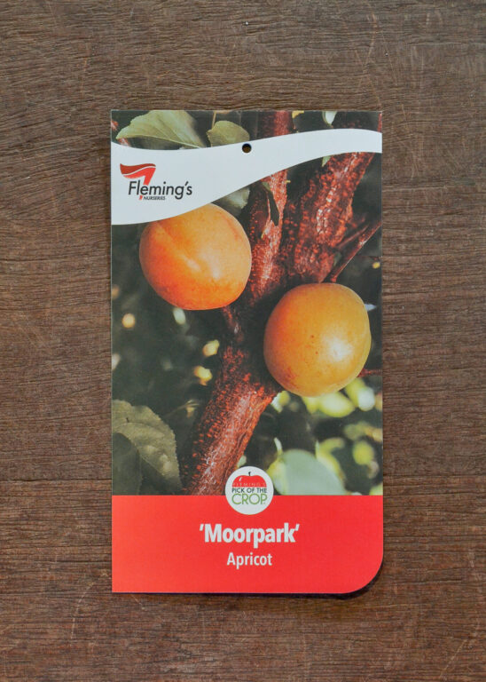 Apricot - Moorpark - Bare Root