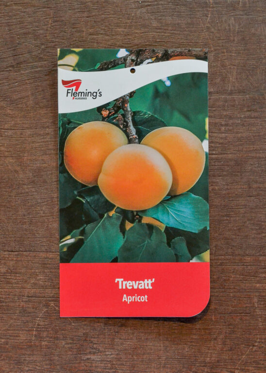 Apricot - Trevatt - Bare Root