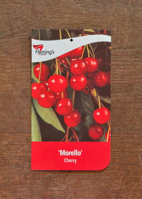 Cherry - Morello - Bare Root