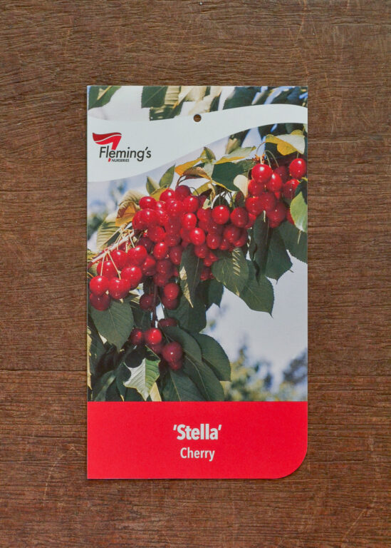 Cherry - Stella - Bare Root