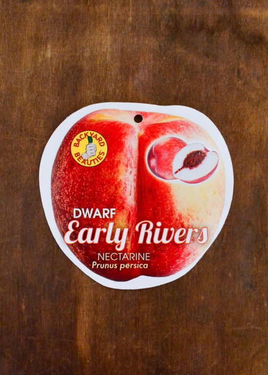 Nectarine - Early Rivers Dwarf - Bare Root