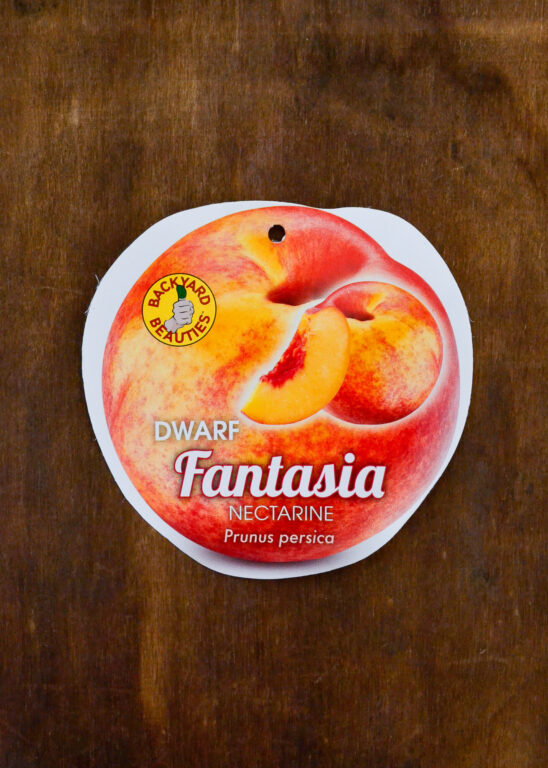 Nectarine - Fantasia Dwarf - Bare Root