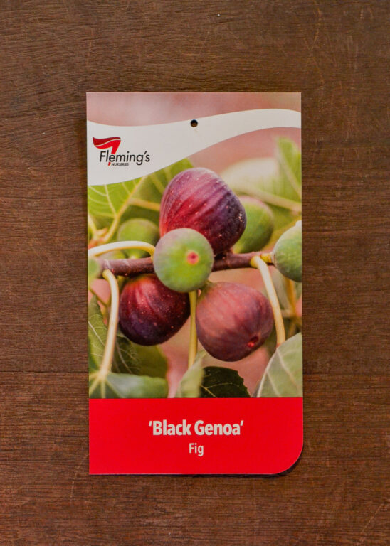 Fig - Black Genoa - Bare Root