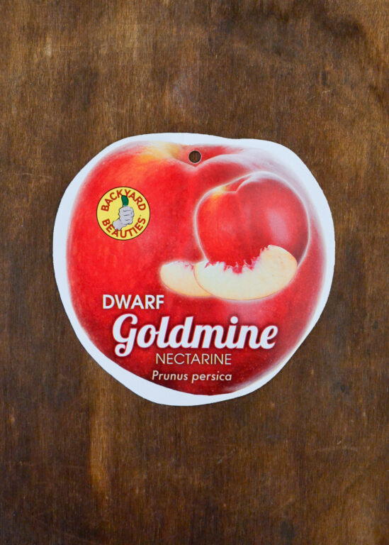 Nectarine - Goldmine Dwarf - Bare Root