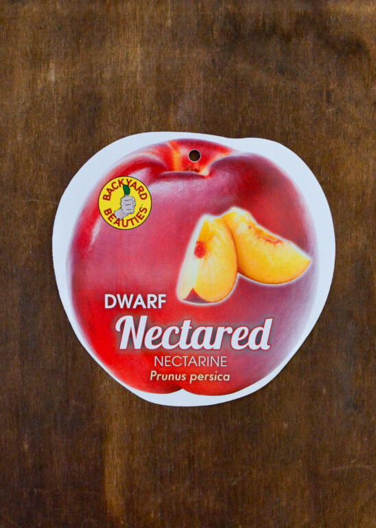 Nectarine - Nectared Dwarf - Bare Root