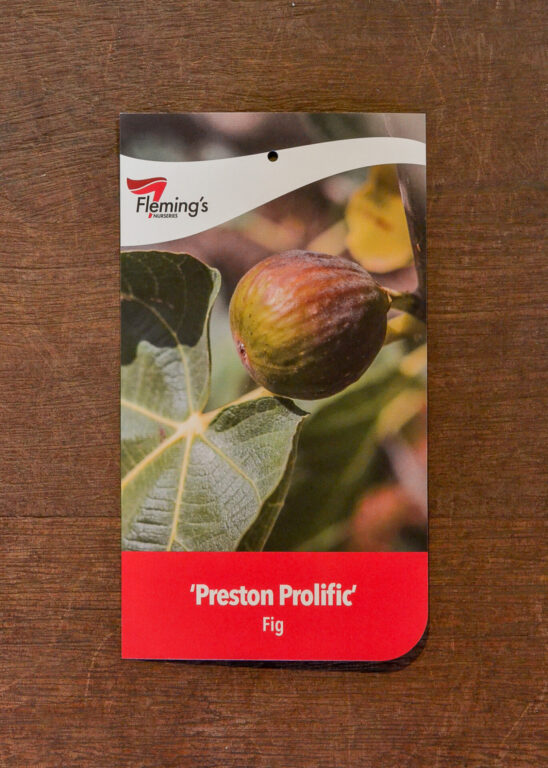Fig - Preston Prolific - Bare Root