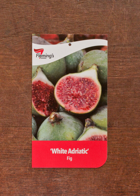 Fig - White Adriatic - Bare Root