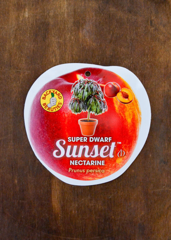 Nectarine - Sunset™ Super Dwarf - Bare Root