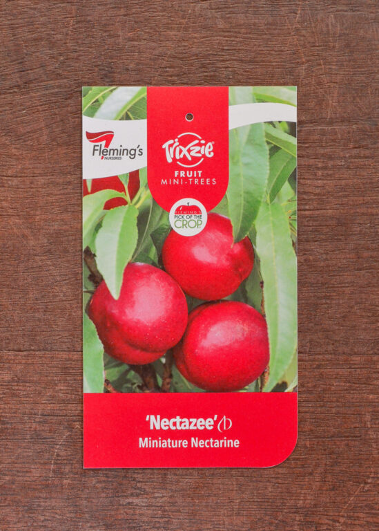 Nectarine - Trixzie® Nectazee Dwarf - Bare Root