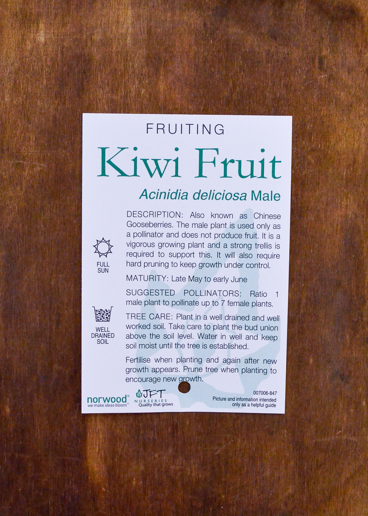 Kiwifruit - Male - Bare Root - Image 2