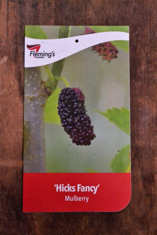 Mulberry - Hicks Fancy - Bare Root