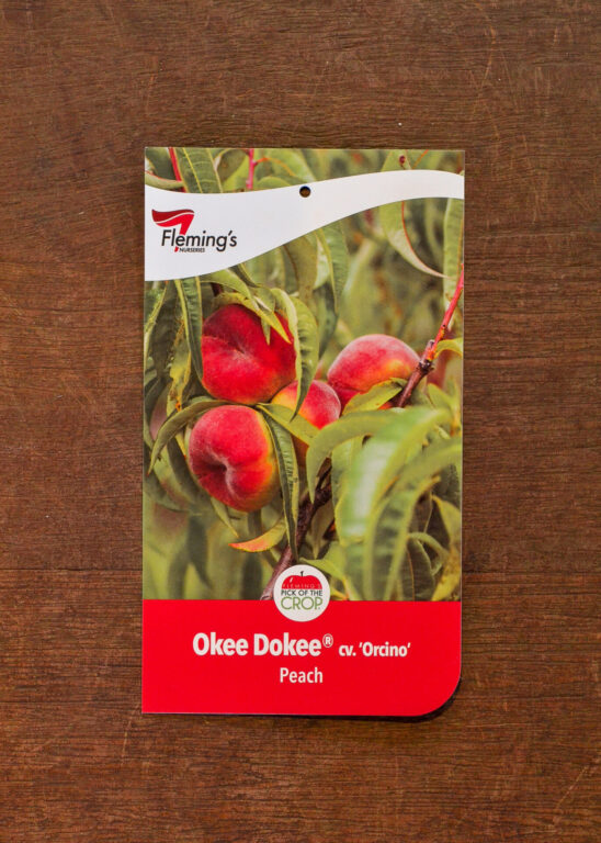 Peach - OkeeDokee® (Donut) - Bare Root