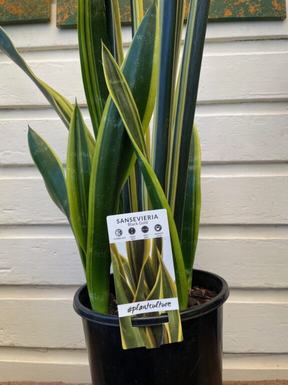 Sansevieria - Black Gold