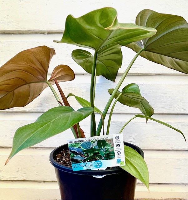 bird's nest snake plant for sale 6in Birds Nest Sansevieria 'Hahnii' – Paraíso Plant Studio main image 0