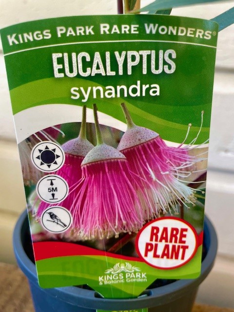 Eucalyptus synandra - Jingymia Mallee