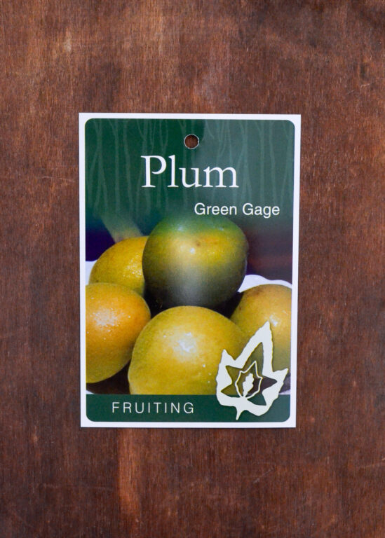 Plum - Green Gage - Bare Root