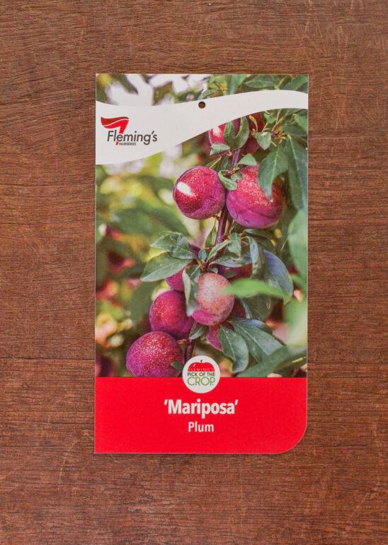 Plum - Mariposa - Bare Root