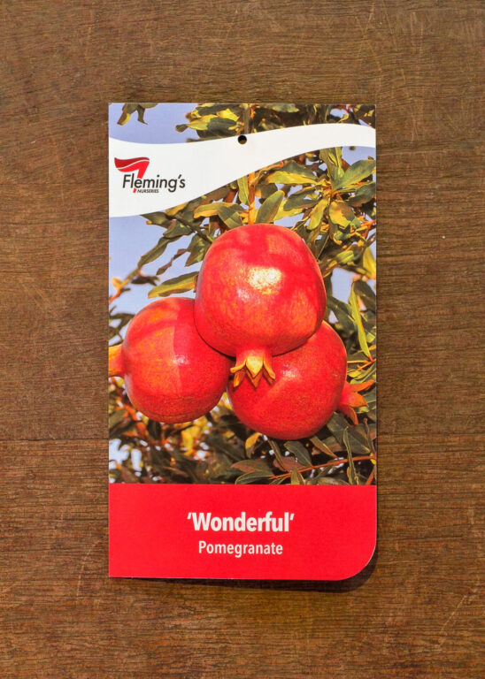 Pomegranate - Wonderful - Bare Root