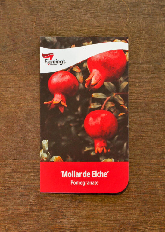 Pomegranate - Mollar de Elche - Bare Root