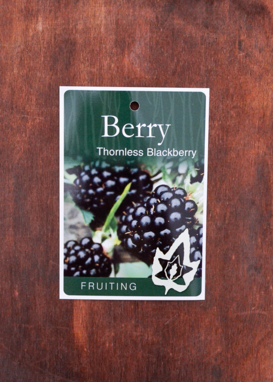 Blackberry - Thornless - Bare Root