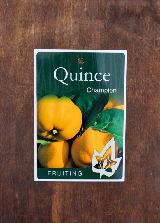 Quince - Champion - Bare Root
