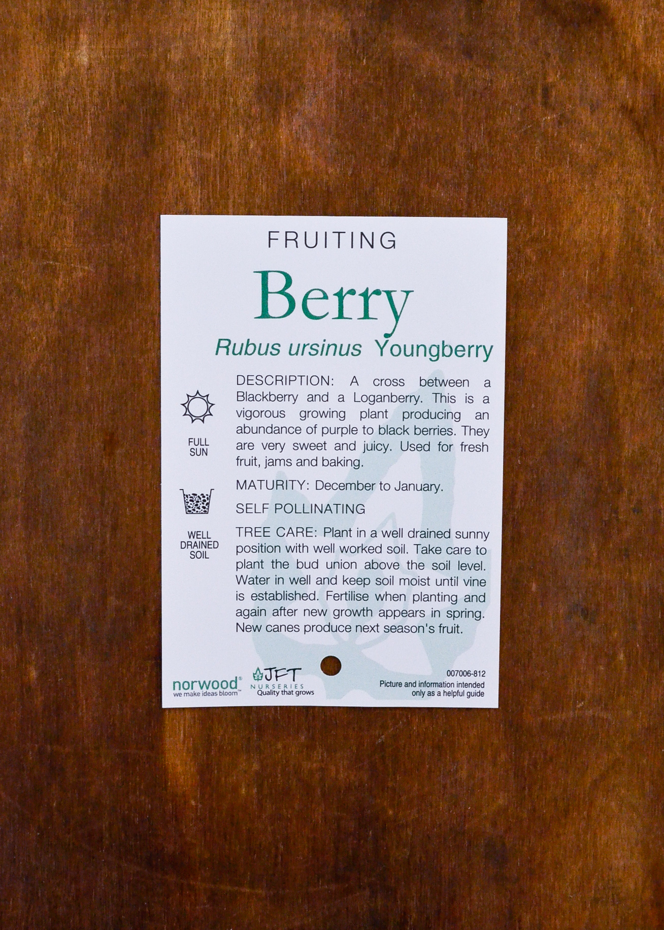 Youngberry - Bare Root - Image 2