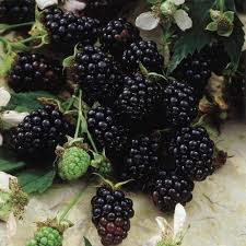 Youngberry - Bare Root - Image 3