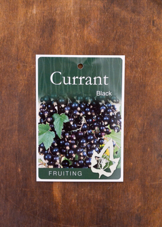 Currant - Black - Bare Root