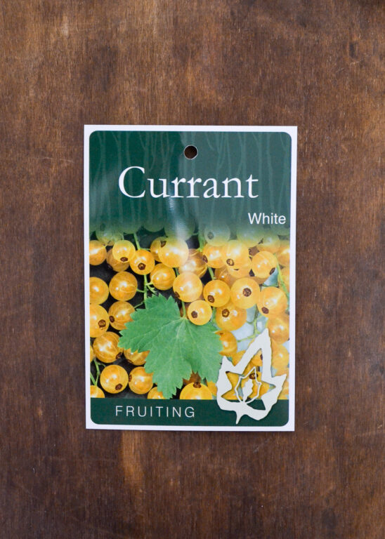 Currant - White - Bare Root