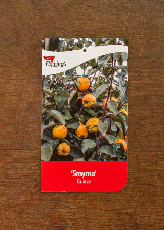 Quince - Smyrna - Bare Root