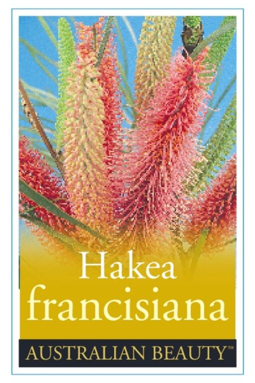Hakea - Grass Leaf syn. Pink Poker