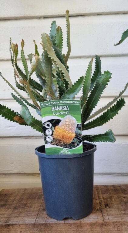 Banksia - Burdettii