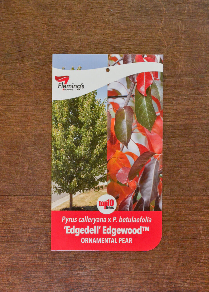 Ornamental Pear - Edgewood™ - Bare Root - Guildford Garden Centre