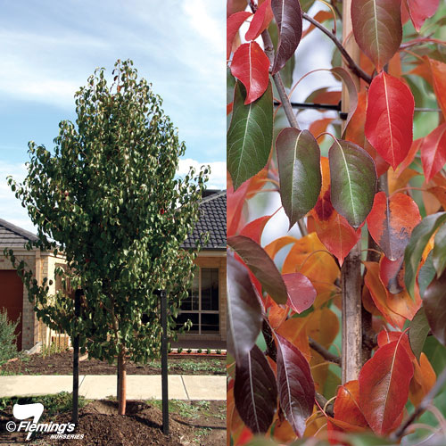 Ornamental Pear - Edgewood™ - Bare Root - Guildford Garden Centre