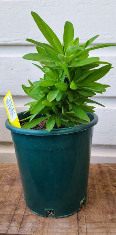 Euphorbia milii - Bicolour Crown of Thorns