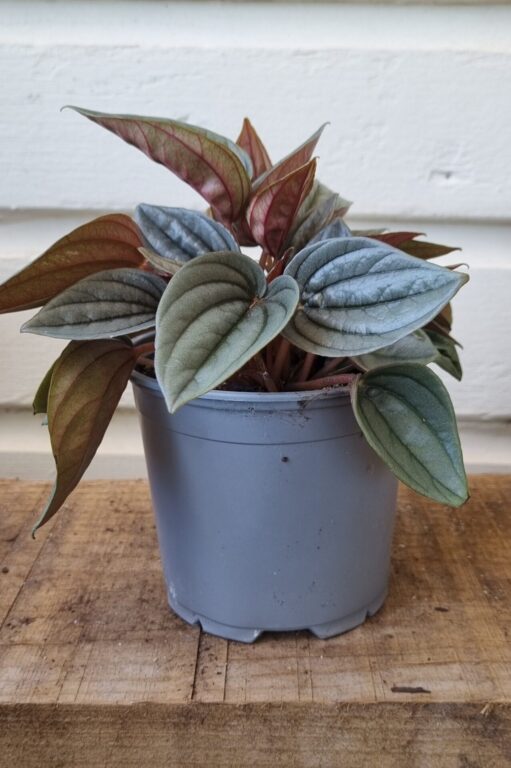 Peperomia - Mendeza