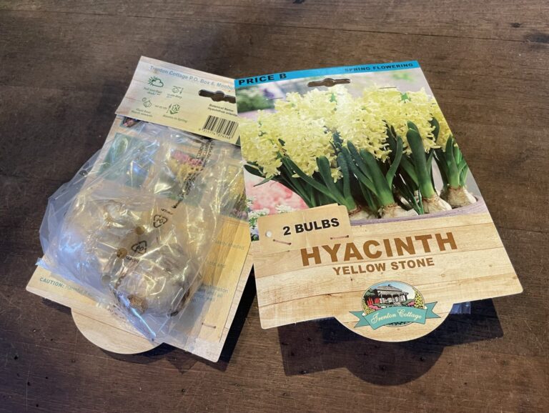 Hyacinth - Yellow Stone - Bulbs