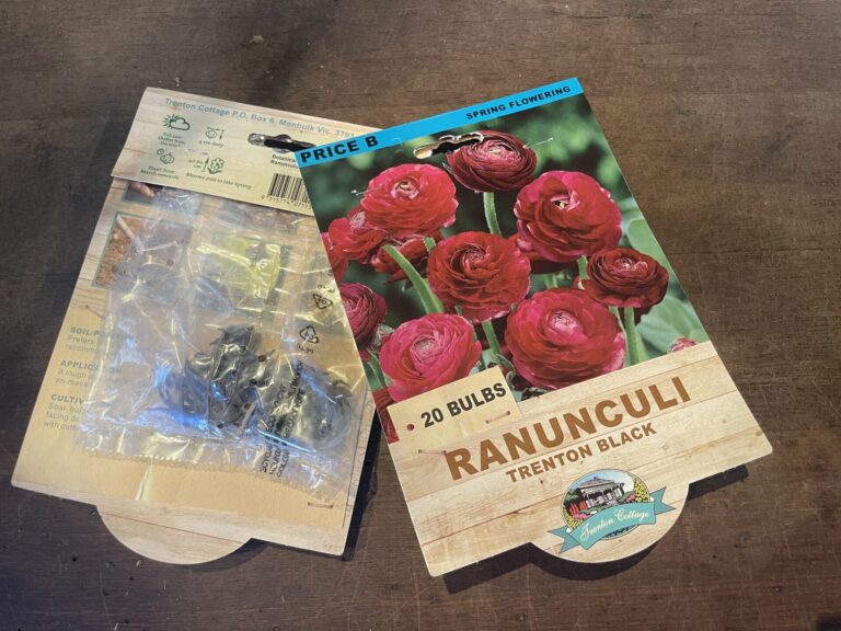 Ranunculi - Trenton Black - Bulbs