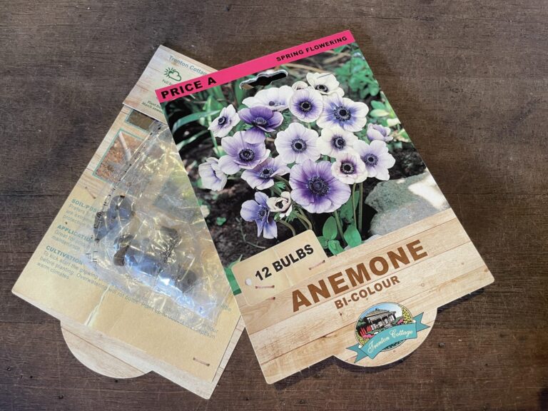 Anemone - Bi-Colour - Bulbs