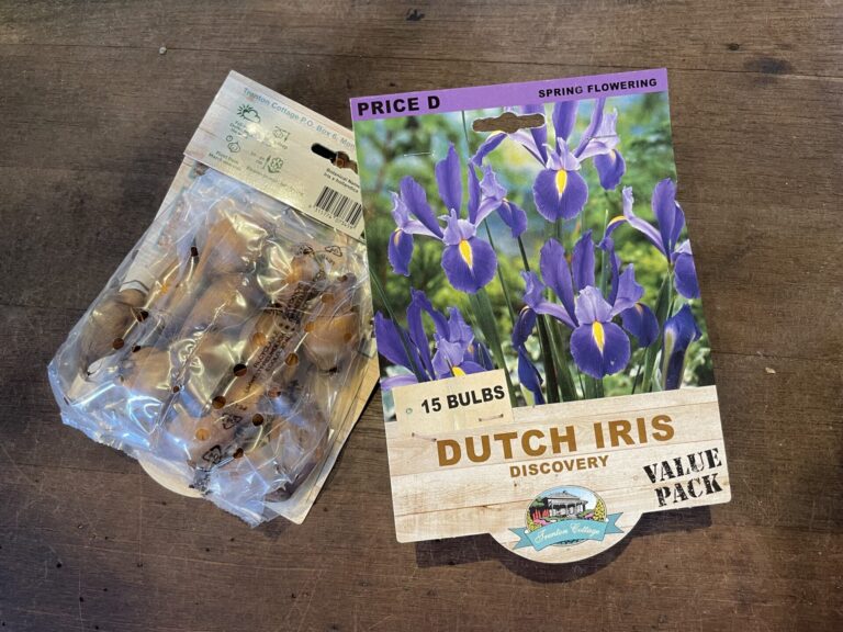 Dutch Iris - Discovery - Bulbs