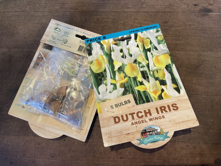 Dutch Iris - Angel Wings - Bulbs