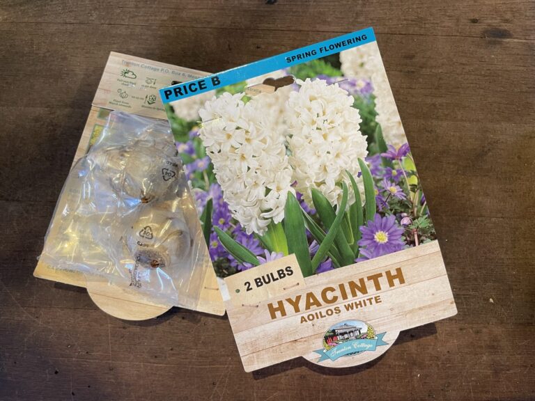 Hyacinth - Aoilos White - Bulbs