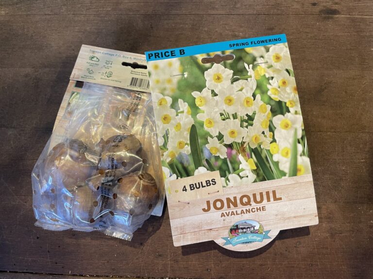Jonquil - Avalanche - Bulbs